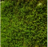 Natural Moss